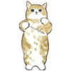 www
W
