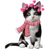 CATS 14