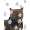 CATS 15