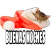 CATS 19