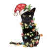 CATS 20