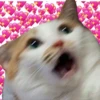 CATS 21