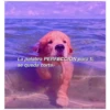 Perritos☆♡ 29