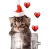 CATS 22