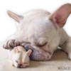 Suaves Lomitos Perritos Pack 29