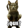CATS 24