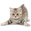 CATS 25