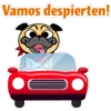 ⍤pεRcy pug⍤ 6