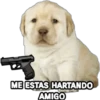 Perrito Meme 5