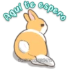Orange Rabbit 1 5
