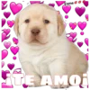 perritos 6