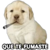 Perrito Meme 8