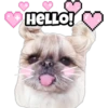 HELLO!