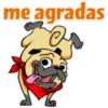 ⍤pεRcy pug⍤ 10