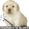 Perrito Meme 10