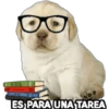 Perrito Meme 12