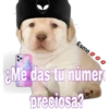 perritos 8