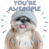 YOU'RE AWESOME / |