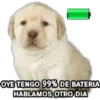 Perrito Meme 13