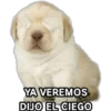 Perrito Meme 14