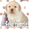 perritos 10