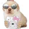 perritos 11
