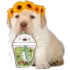 perritos 12