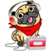 ⍤pεRcy pug⍤ 12