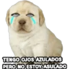 Perrito Meme 15