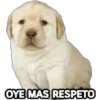 Perrito Meme 17