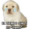 Perrito Meme 19