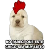 Perrito Meme 20
