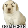 Perrito Meme 21
