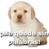 perritos 15