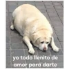 yo todo llenito de
amor para darte
