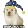 Perrito Meme 23