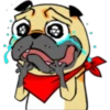 ⍤pεRcy pug⍤ 24