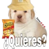 perritos 17