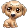 perritos 16