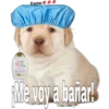 perritos 19
