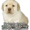 Perrito Meme 26