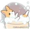 Orange Rabbit 1 27