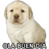 Perrito Meme 27