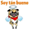⍤pεRcy pug⍤ 26