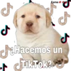 perritos 20