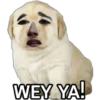 Perrito Meme 28