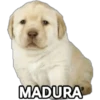 Perrito Meme 29