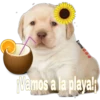 perritos 21