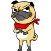 ⍤pεRcy pug⍤ 30