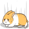 Orange Rabbit 1 29